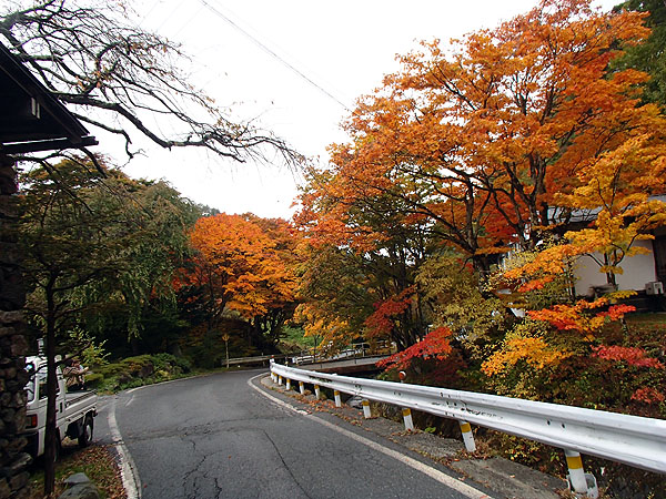 温泉旅館前の木も紅葉で綺麗